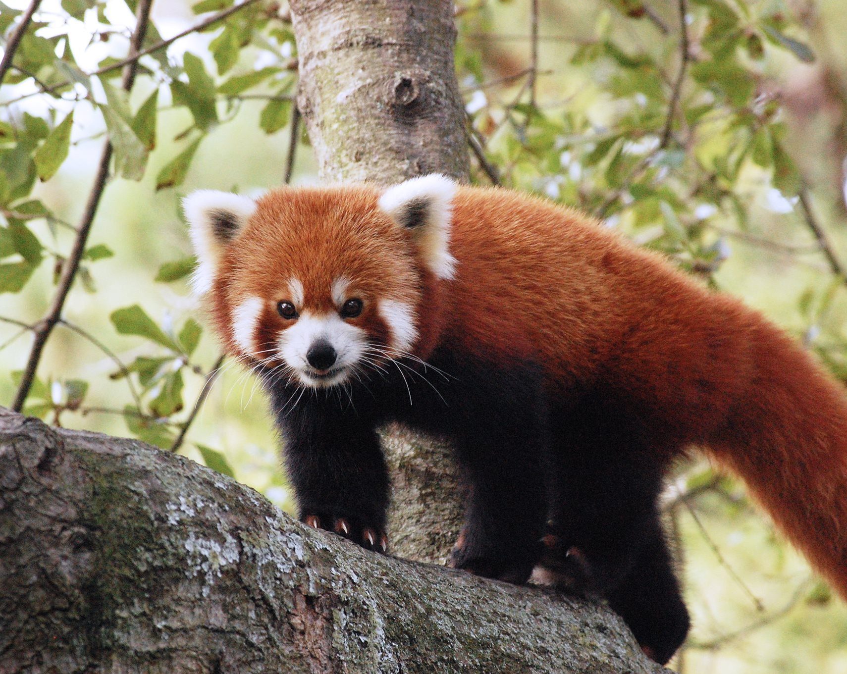 Red Panda Alternative Names