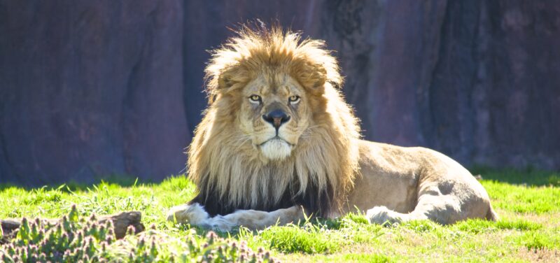 Mramba, king of the Virginia Zoo (Virginia Zoo photo by Cedrick Garrett).