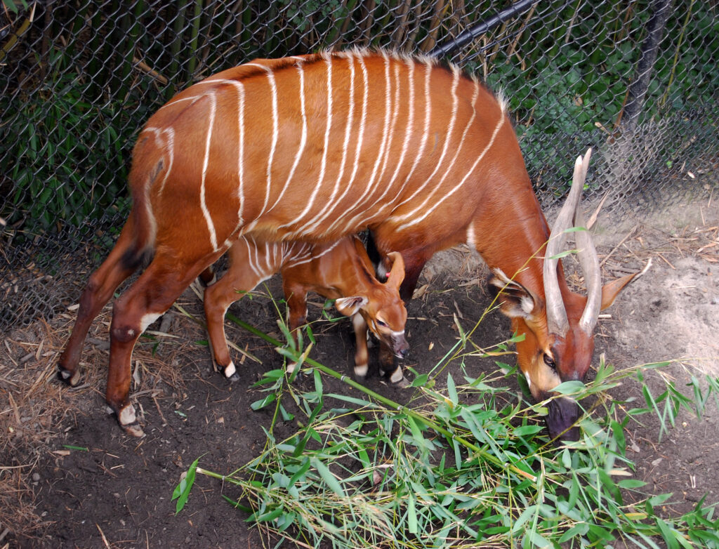 Introducing...A Bouncing Baby Bongo! Virginia Zoo in Norfolk
