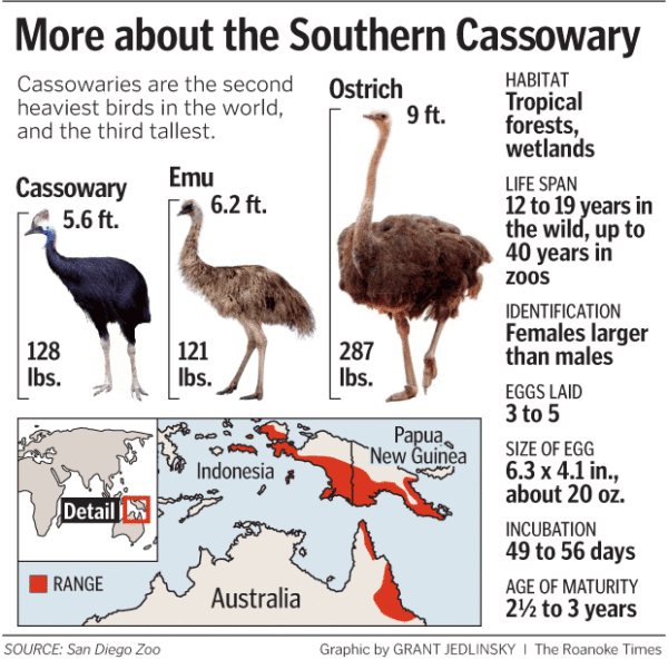 Should you be Wary of the Cassowary? - Virginia Zoo in Norfolk