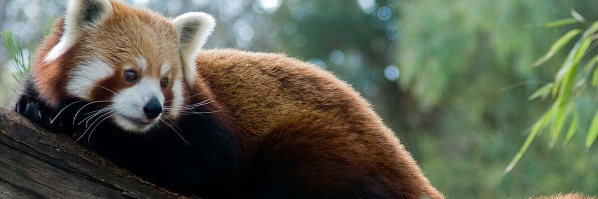 Red Panda Cubs - Virginia Zoo in Norfolk