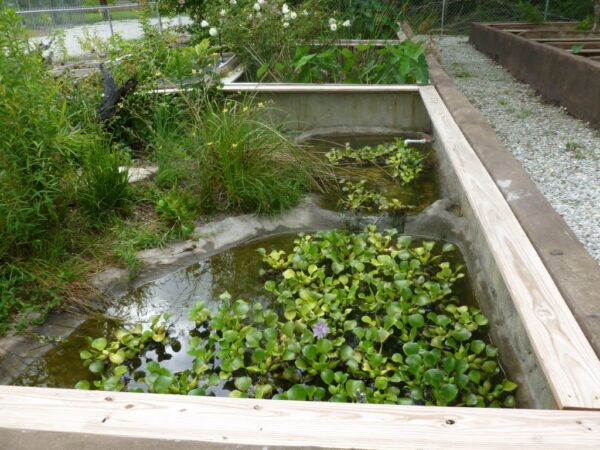 Turtle Survival Alliance - Virginia Zoo in Norfolk