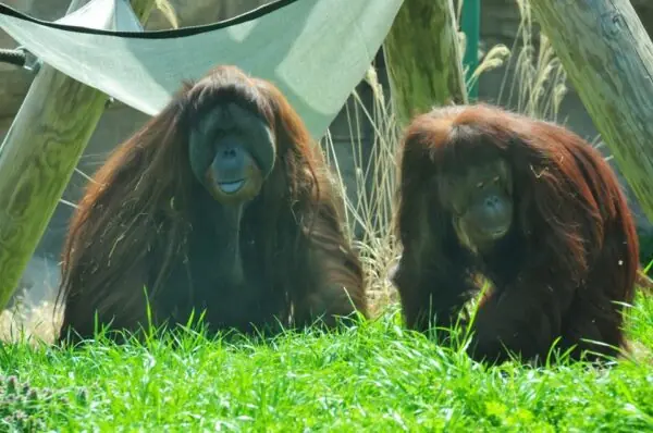 orang