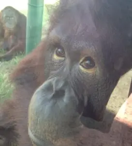 orang2