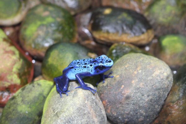 blue poison dart frog