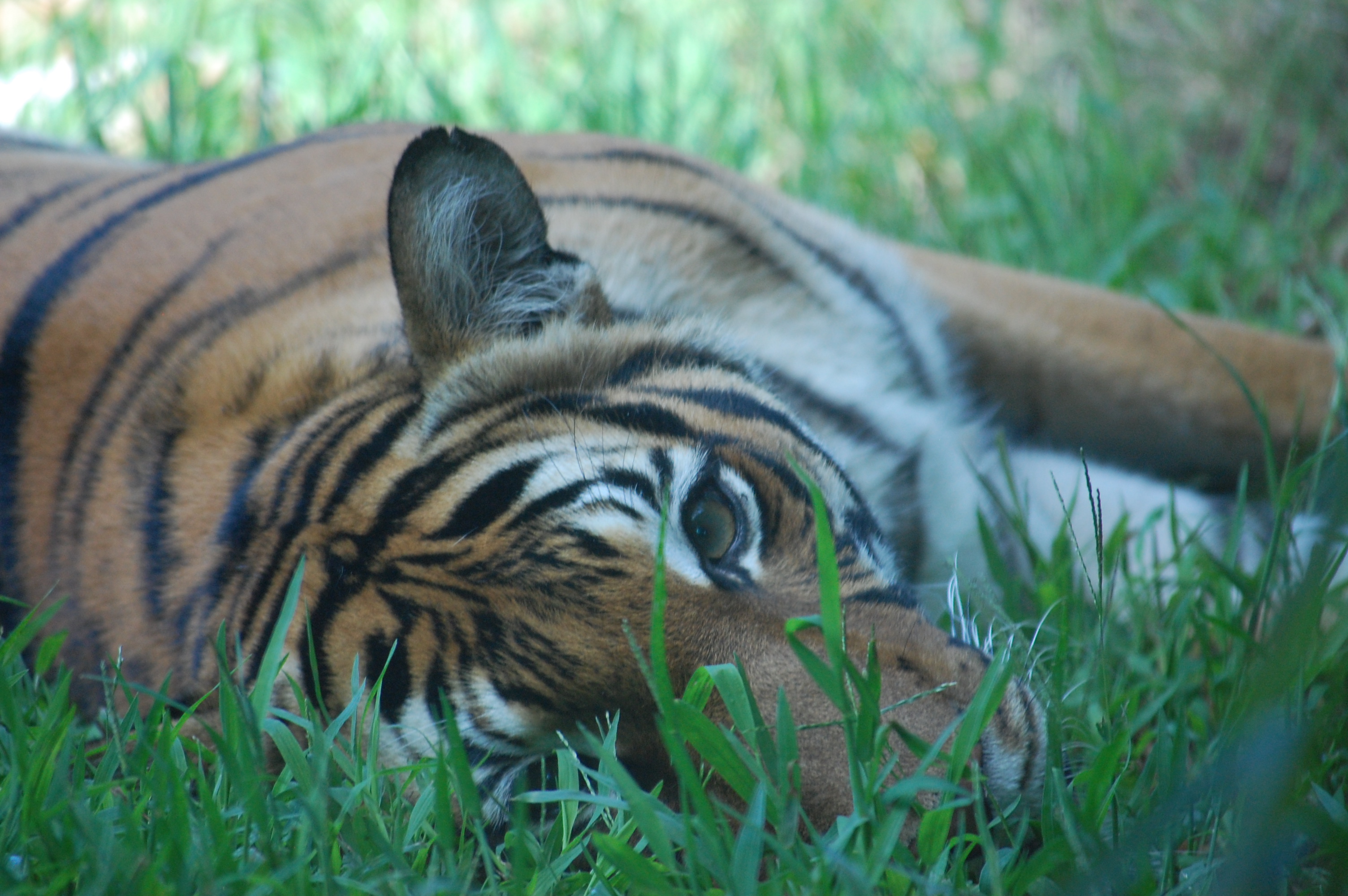 World Wildlife Conservation Day Virginia Zoo In Norfolk