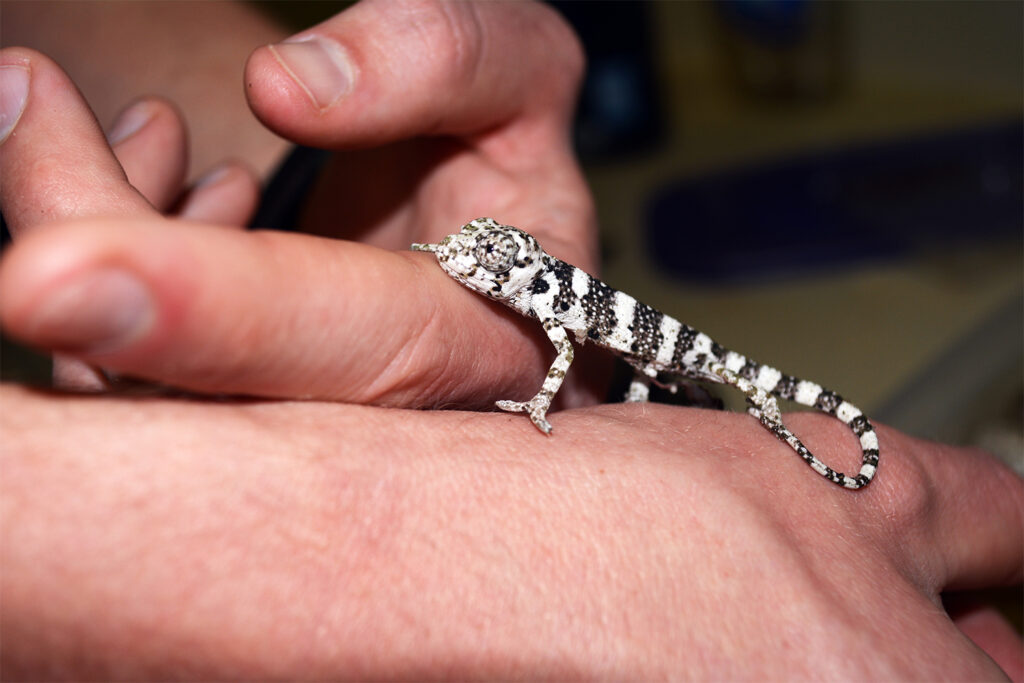 Meet the Reptile Team Virginia Zoo in Norfolk