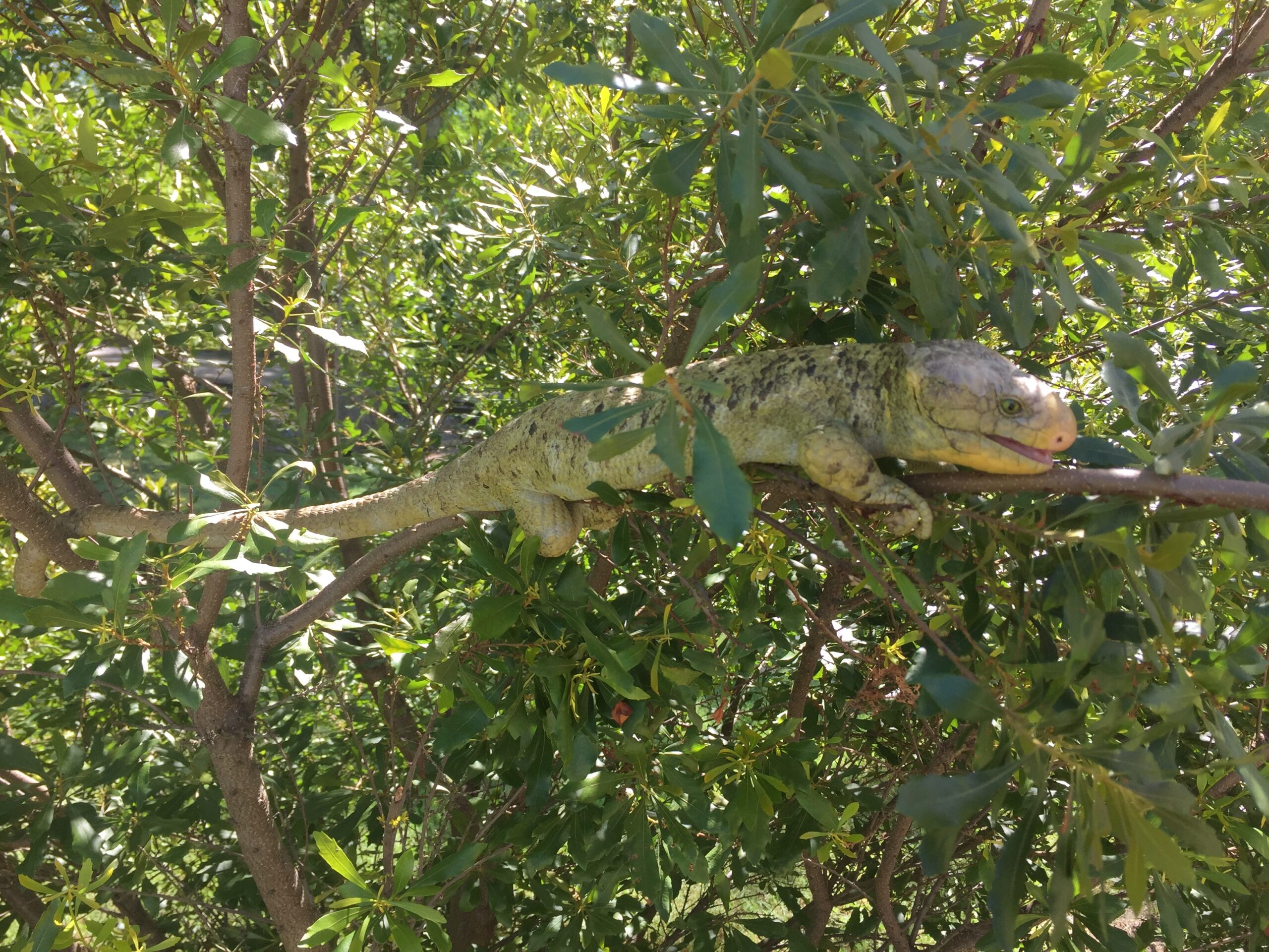 Lots of Lizards at the Zoo Virginia Zoo