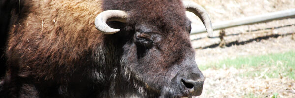 Celebrating National Bison Month - Virginia Zoo in Norfolk