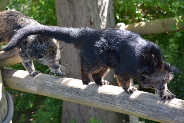 Tales Of The Tails It S Binturong And Oh So Right Virginia