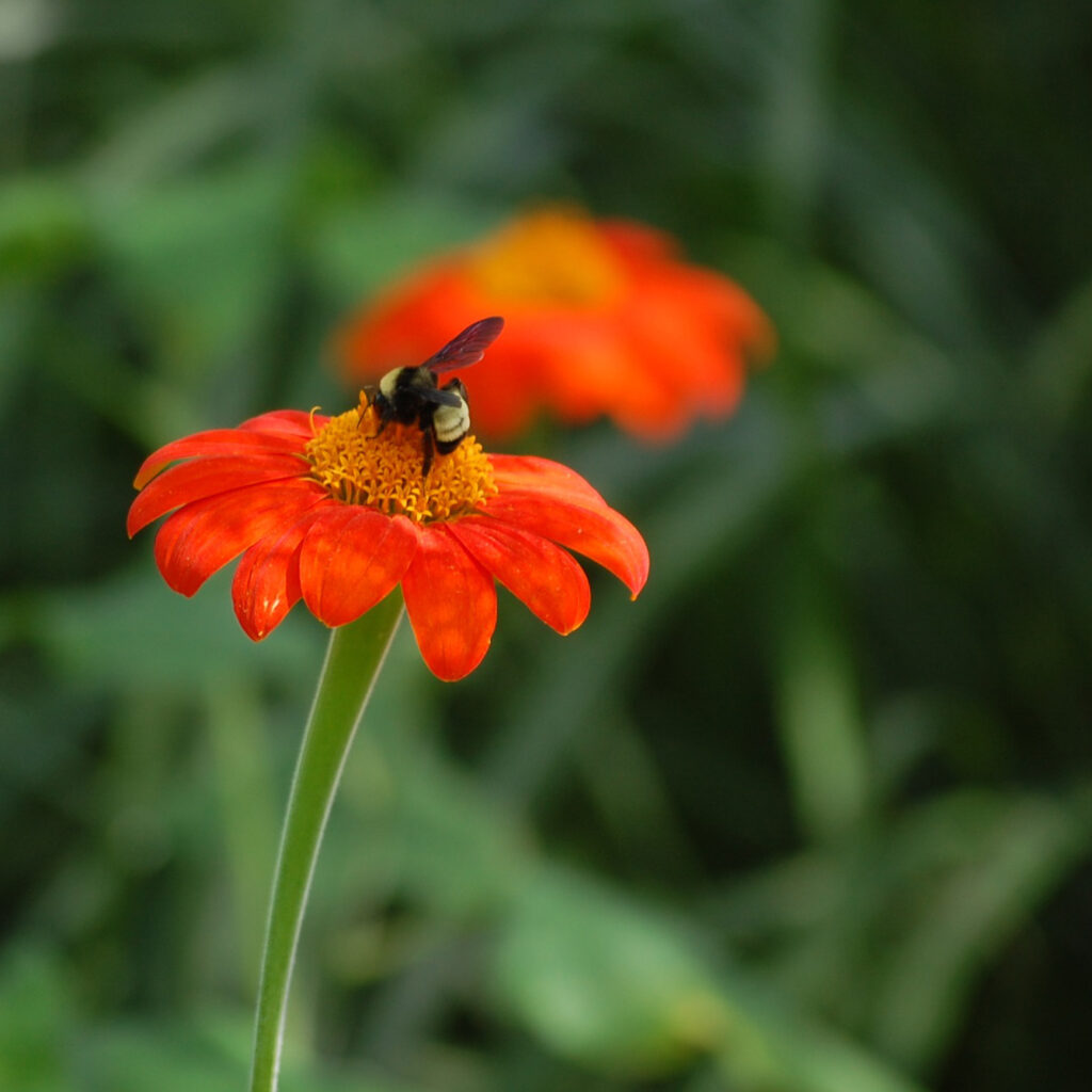Visit The Virginia Zoo Animals Today visit-the-virginia-zoo-animals-today