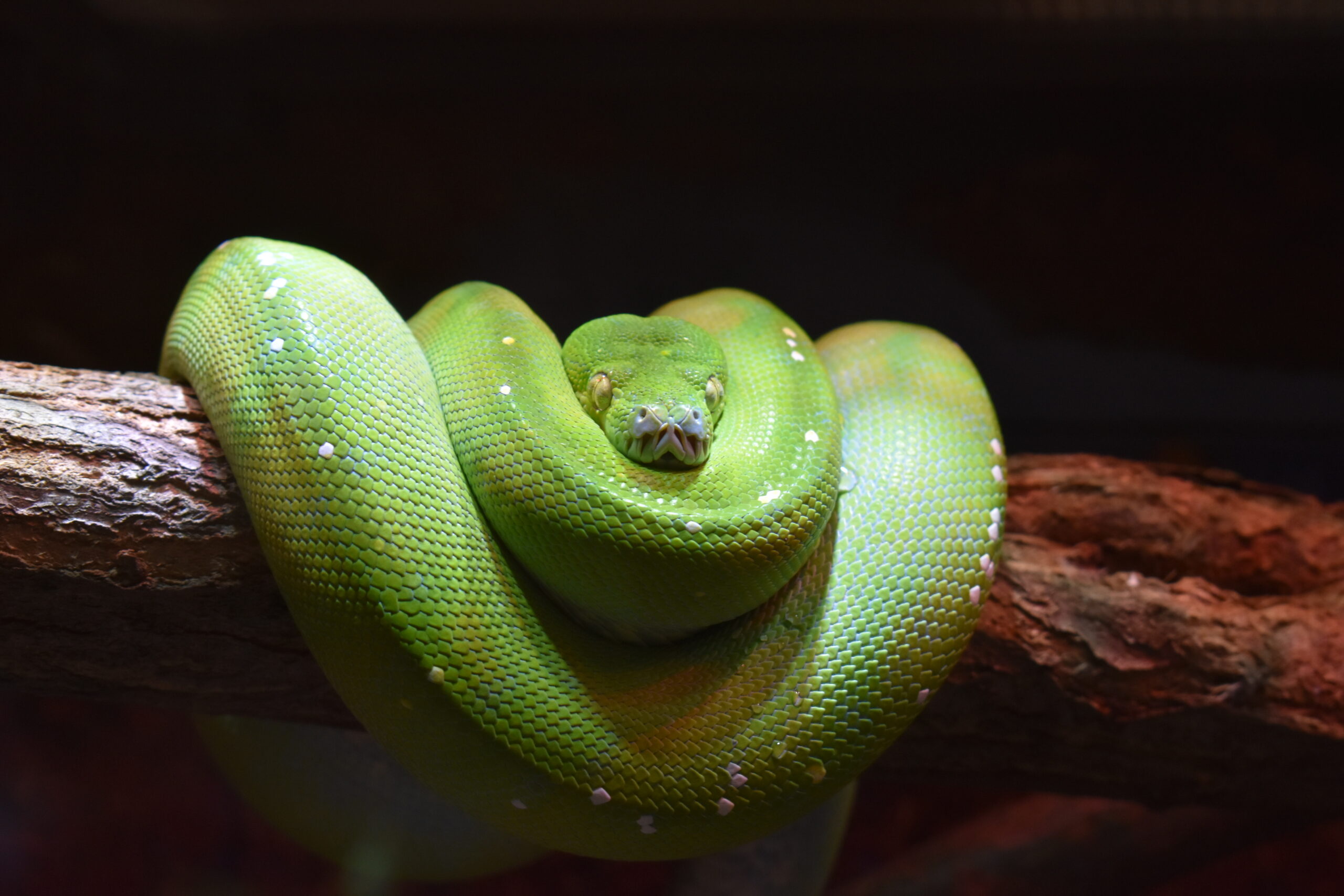 Green Tree Python - Virginia Zoo