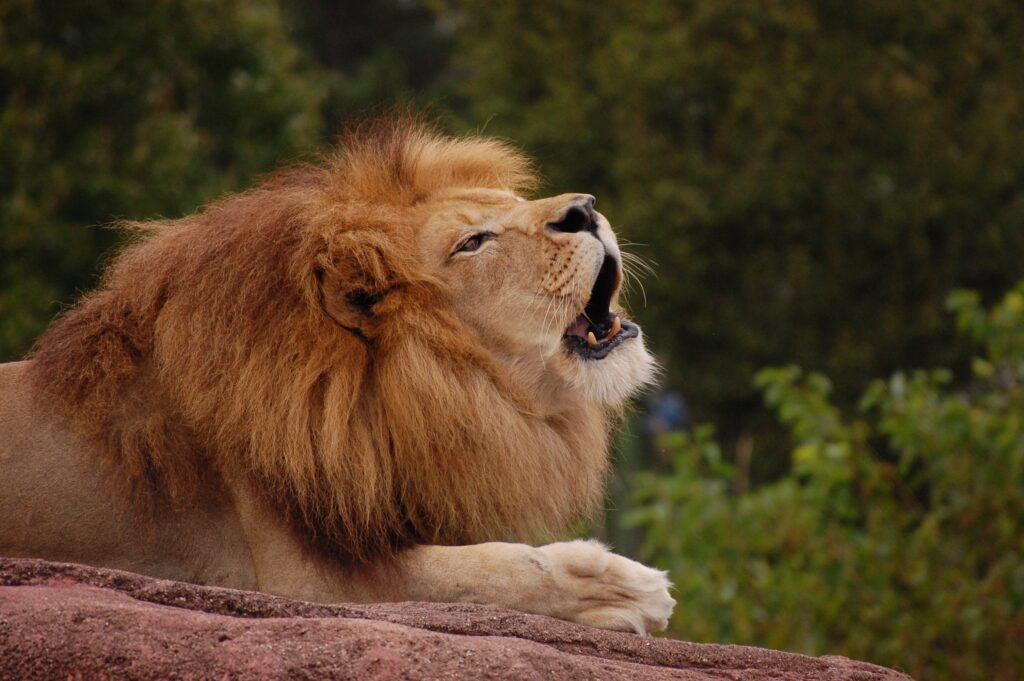 Visit the Virginia Zoo Animals Today!