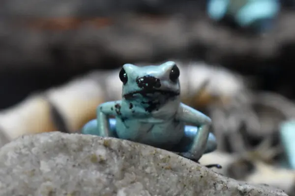 mint golden dart frog sitting on rock