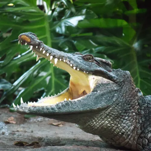 ZOO_0703_SMALL-500x500.jpg.webp