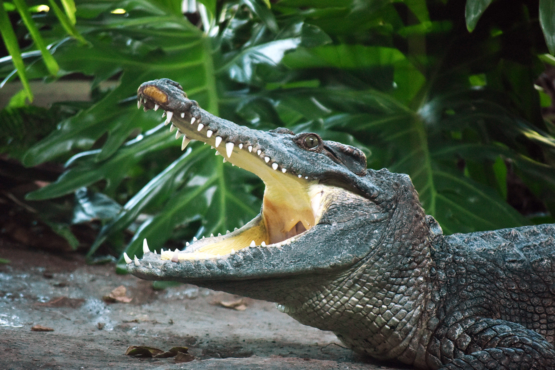crocodile with crocs