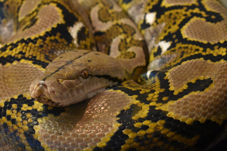 That's Reticulus - Virginia Zoo in Norfolk