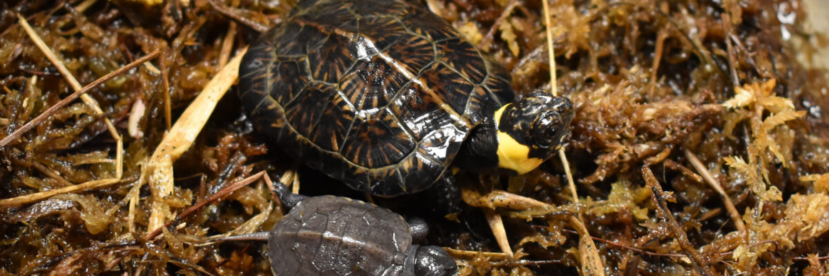 Year of the Turtle - Virginia Zoo in Norfolk