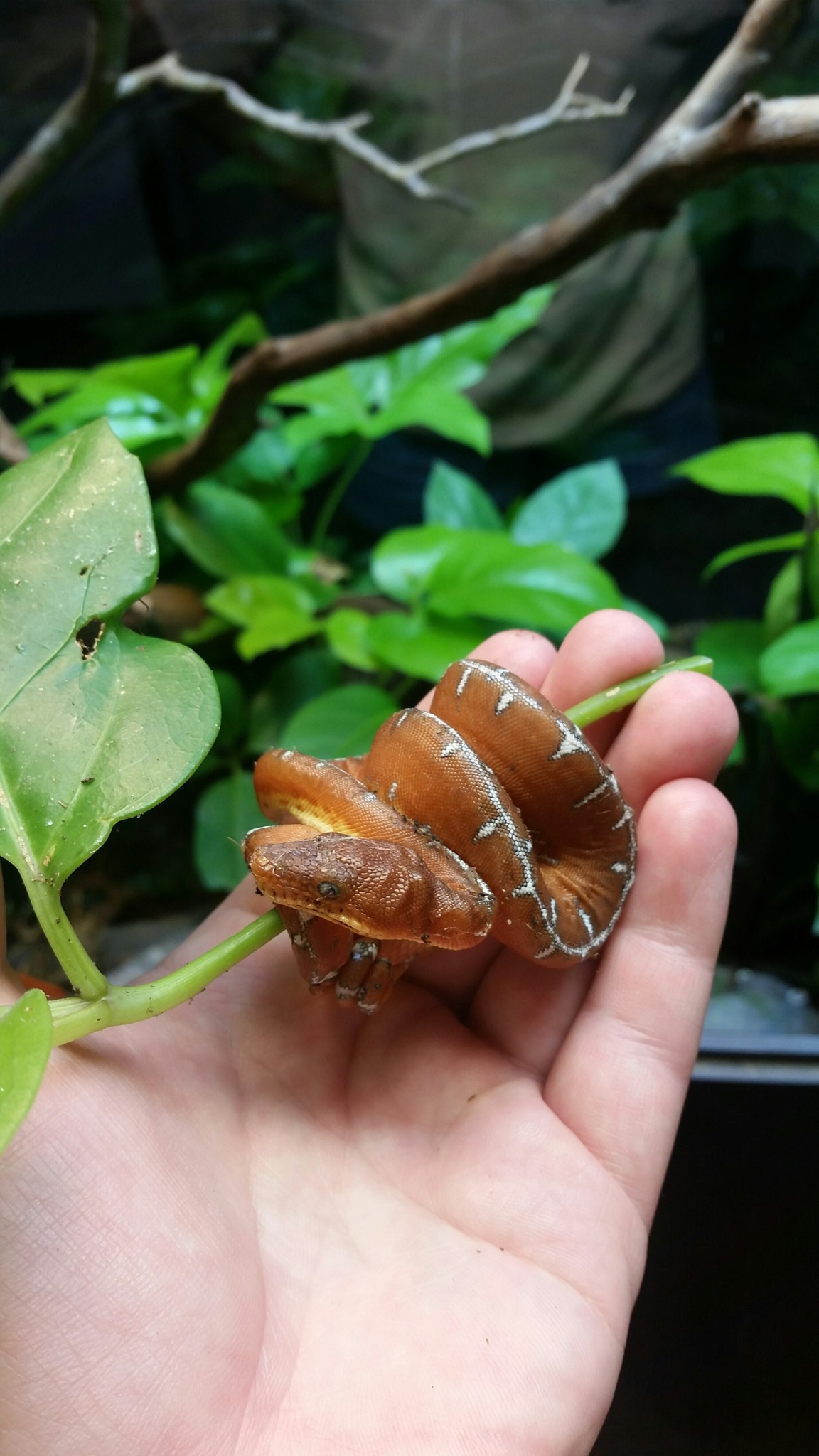 Visit the Virginia Zoo Animals Today!