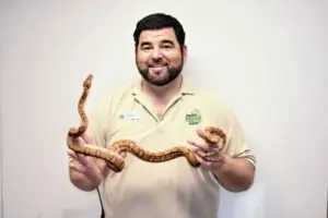 Zoo keeper holds Annulated boa in both hands