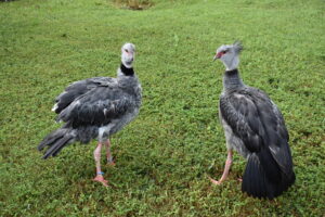 Male and female Southern screamer pair standing near each other