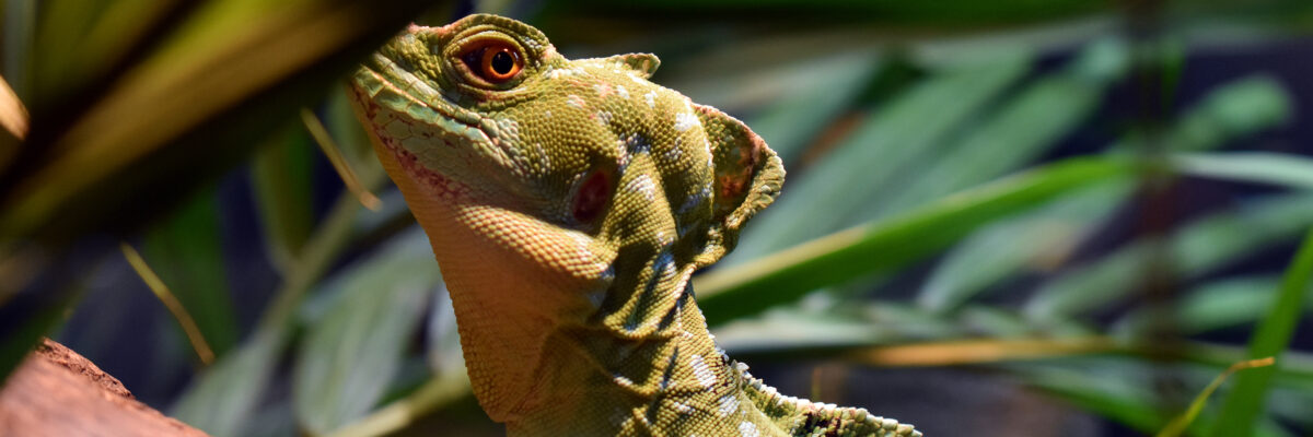 Anniversary of the World of Reptiles - Virginia Zoo in Norfolk