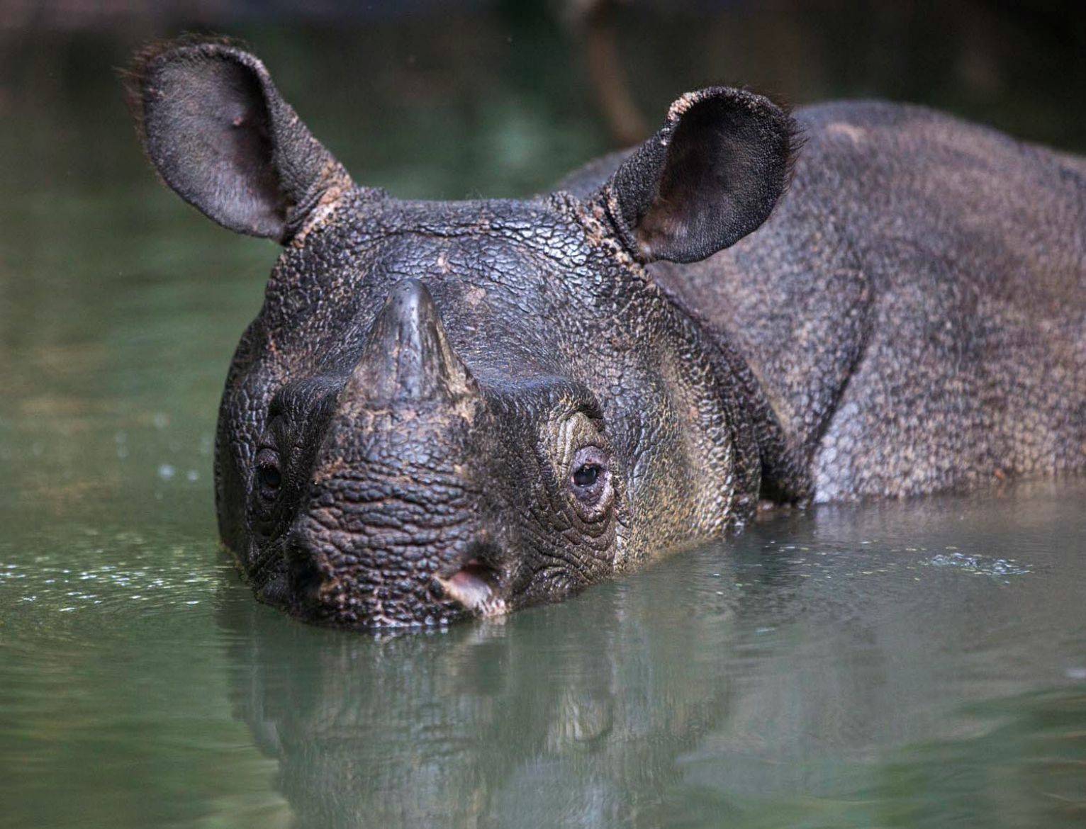 Keep the Five Alive and Save the Rhino! - Virginia Zoo in Norfolk