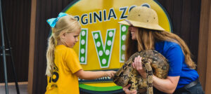 zoo educator wearing safari hat holds ball python while girl touches snake