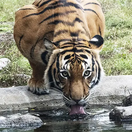 Malayan tiger drinking water at the Virginia Zoo
