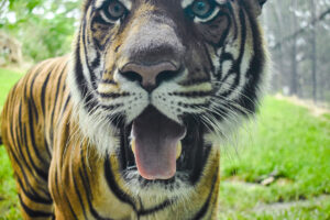 up-close shot of panting Malayan tiger