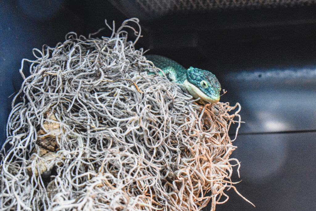 Arboreal Alligator Lizard Virginia Zoo