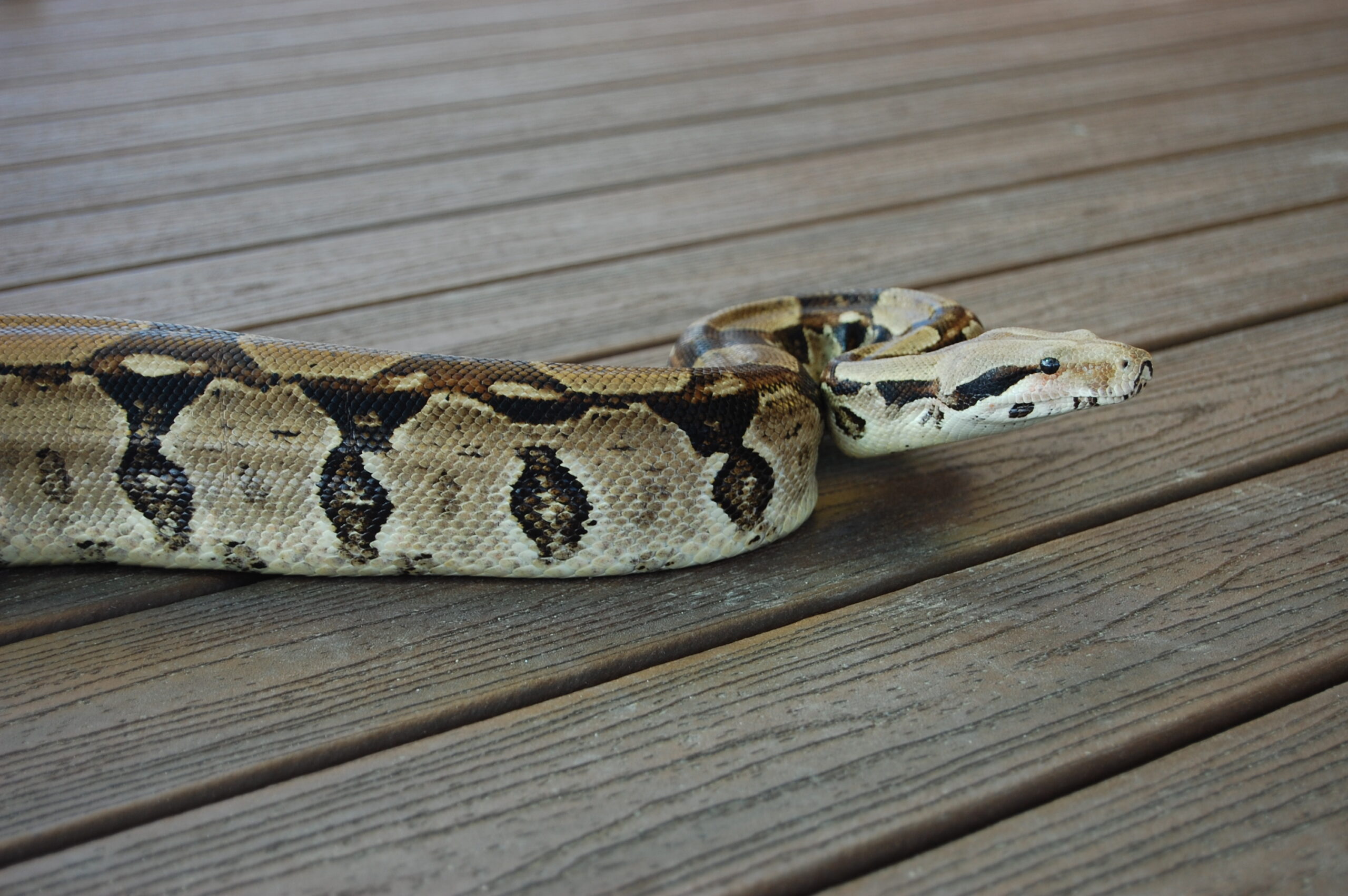 Common Boa Constrictor Virginia Zoo