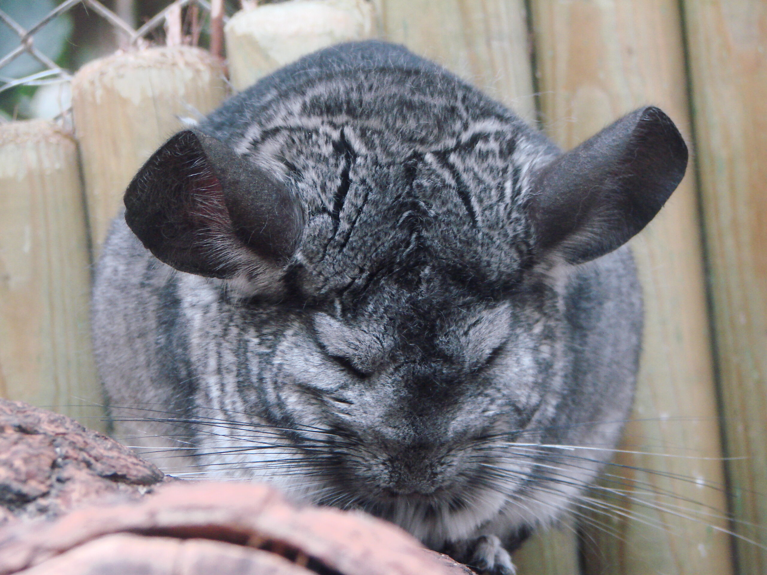 Chinchilla at the Virginia Zoo