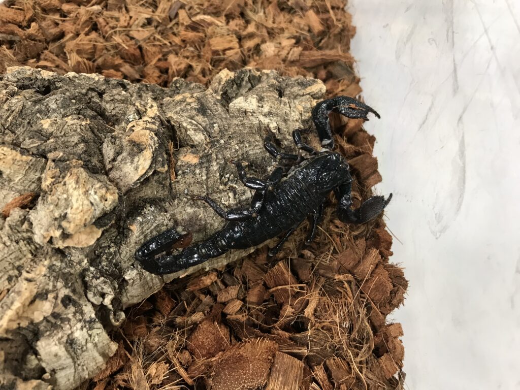 An Emperor Scorpion at the Va Zoo