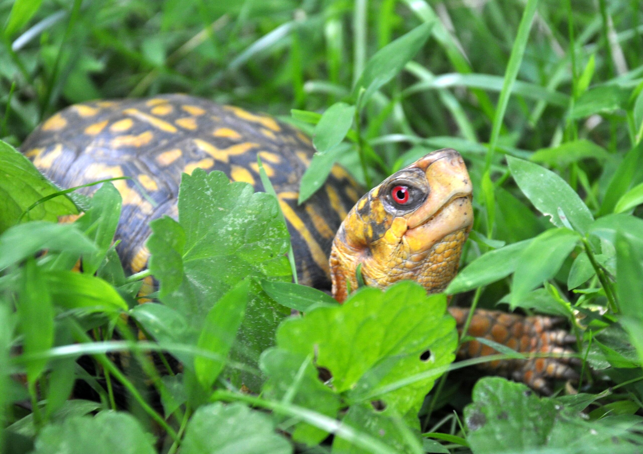 Eastern Box Turtle - Virginia Zoo