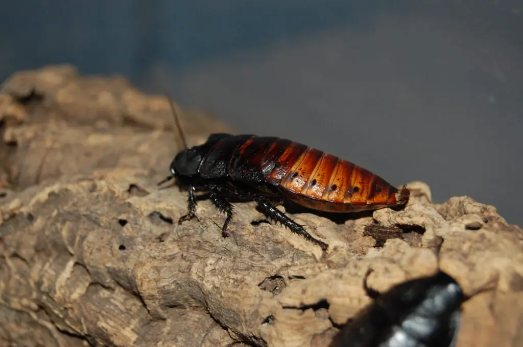 Madagascar Hissing Cockroach