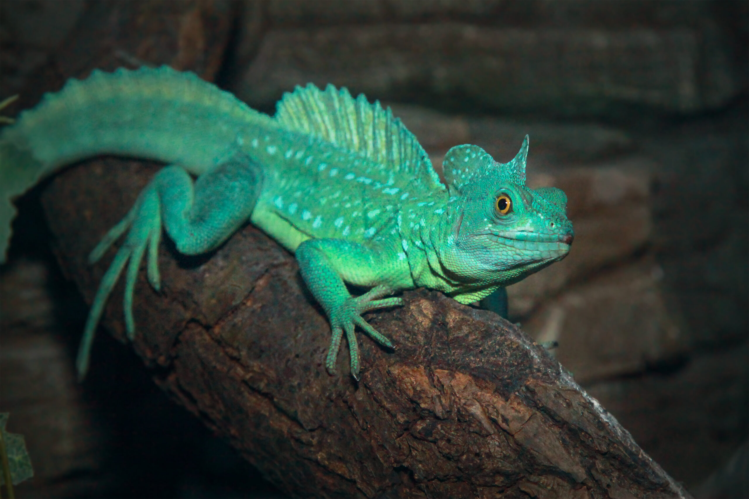 Plumed Basilisk - Virginia Zoo