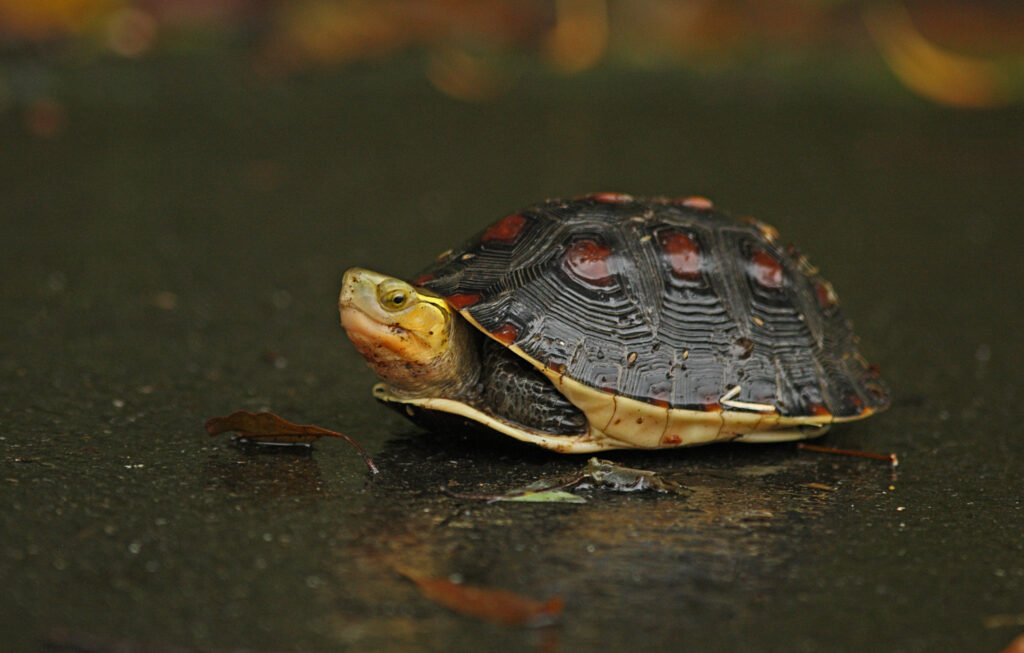 McCord’s Box Turtle - Virginia Zoo