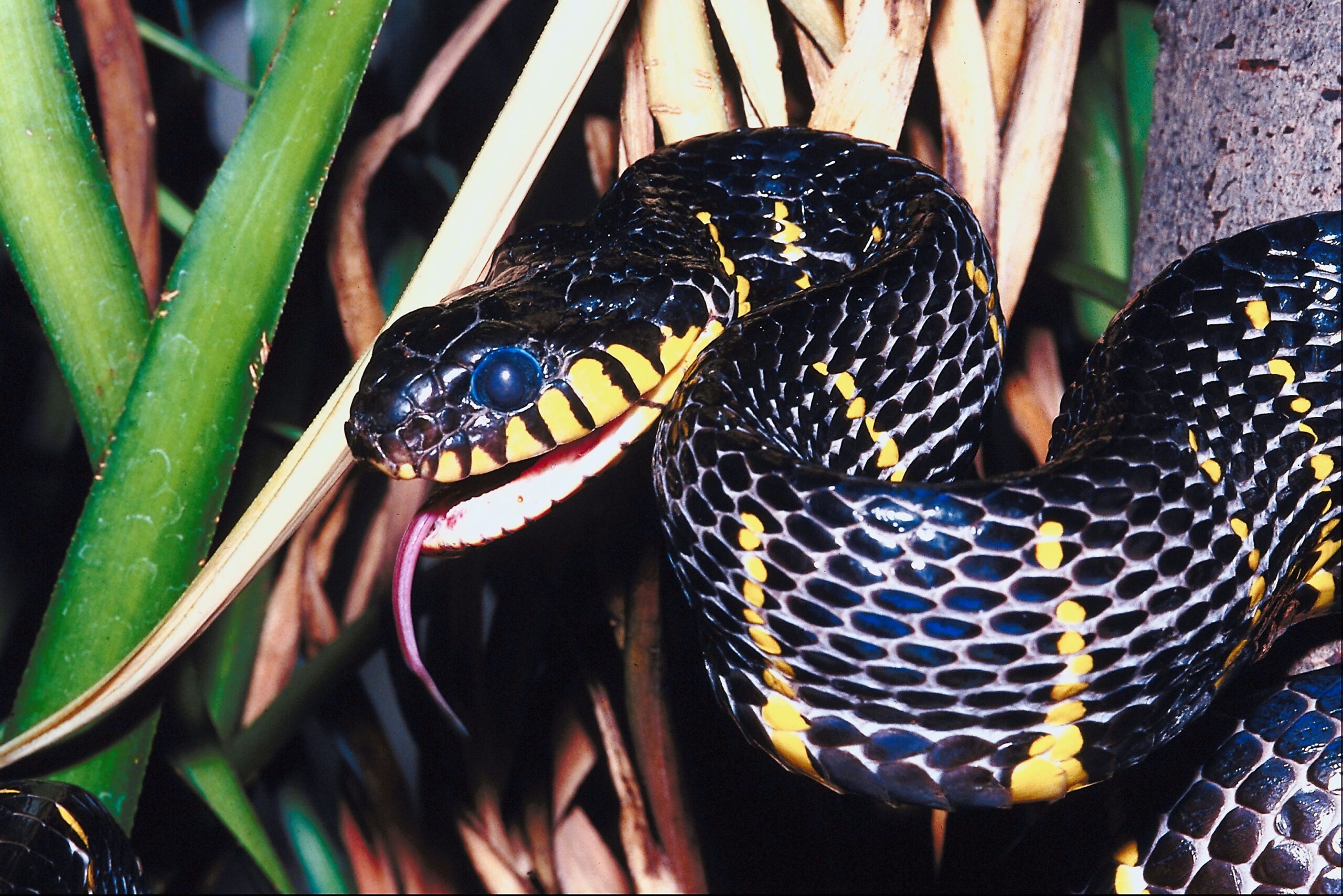 Mangrove snake фото