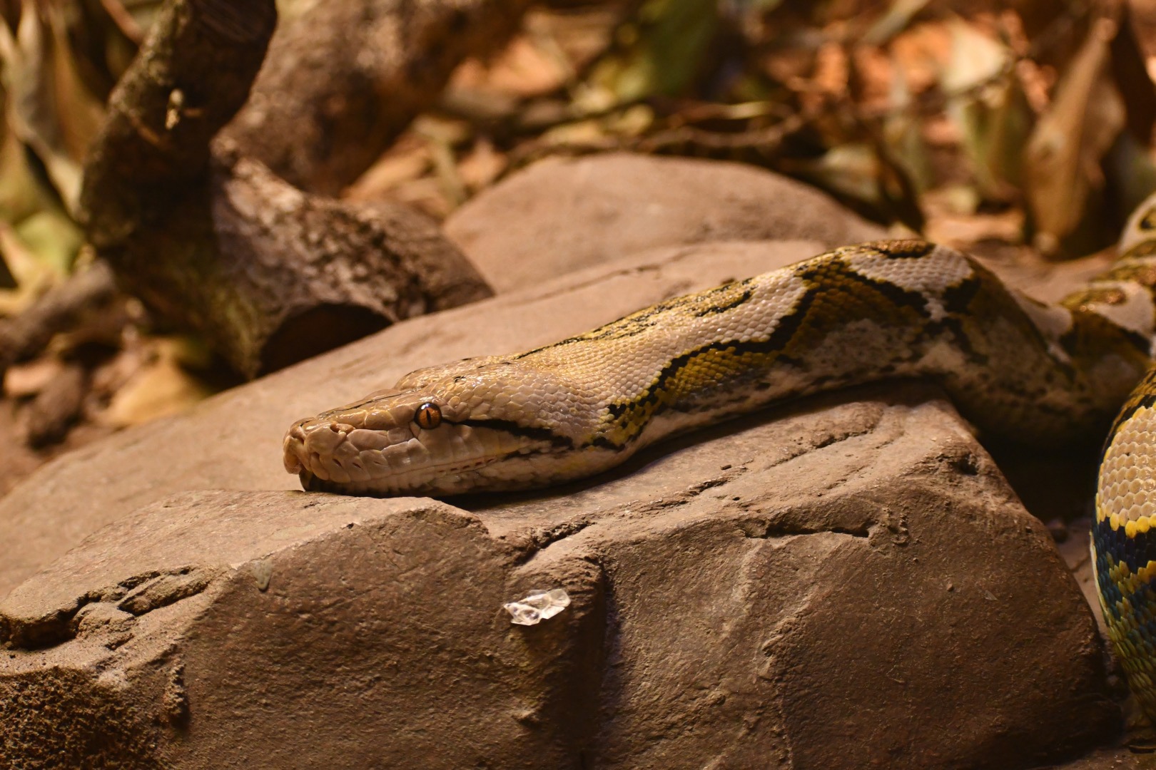 Visit the Virginia Zoo Animals Today!