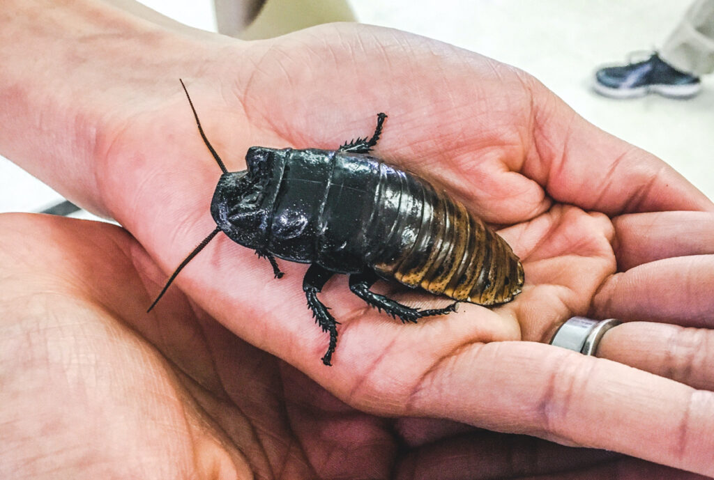 A big Madagascar hissing cockroach