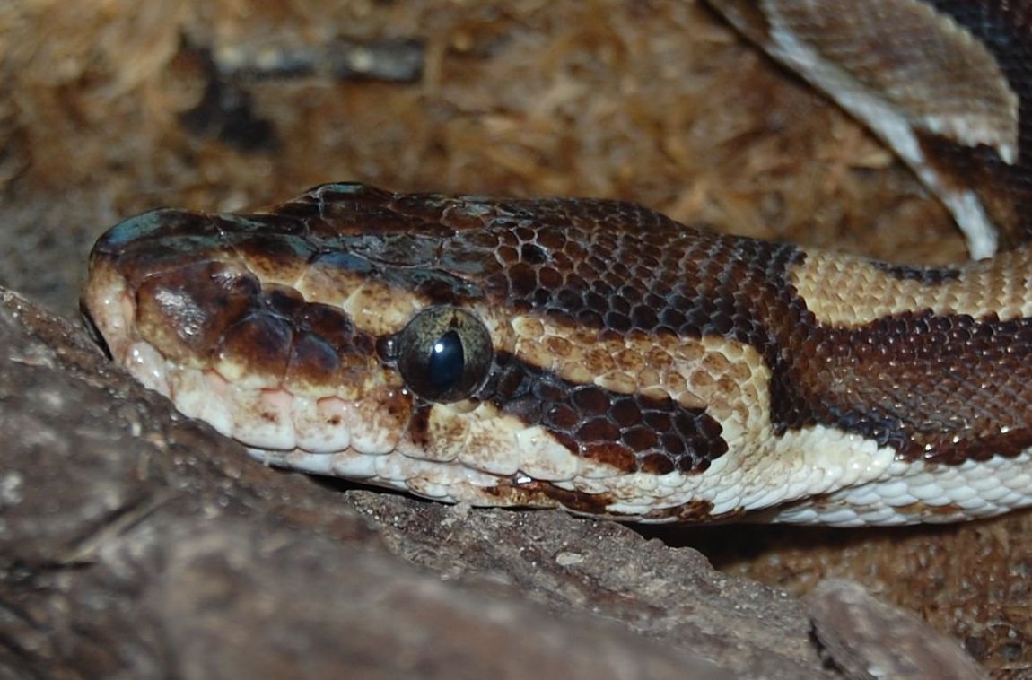 Ball Python - Virginia Zoo