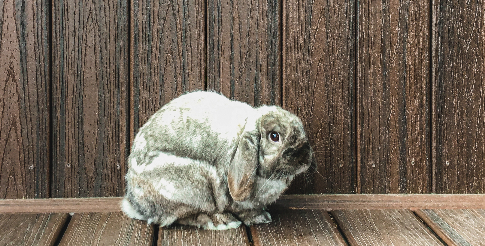 Domestic Rabbit Virginia Zoo