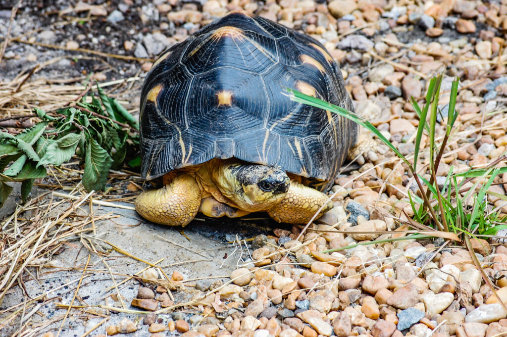 Radiated Tortoise - Virginia Zoo