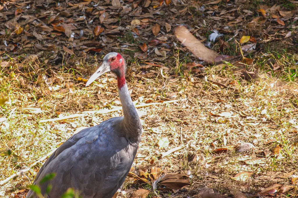 Sarus Crane at the Virginia Zoo