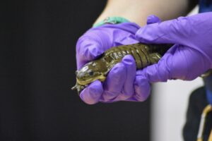 Tiger salamander being held in purple gloved hands