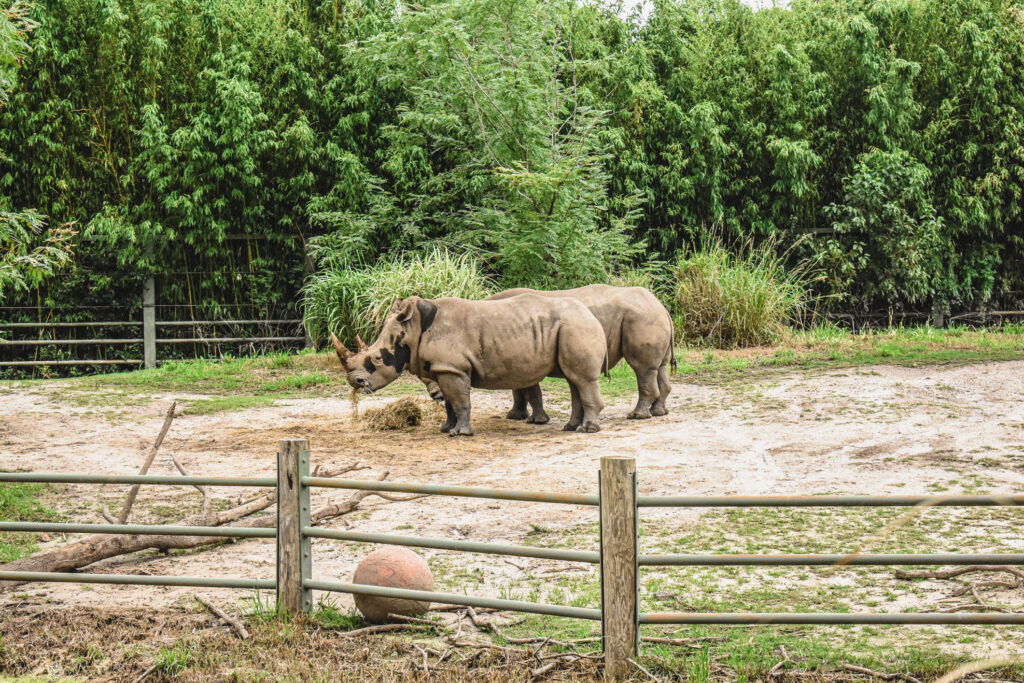 White Rhinoceros - Virginia Zoo