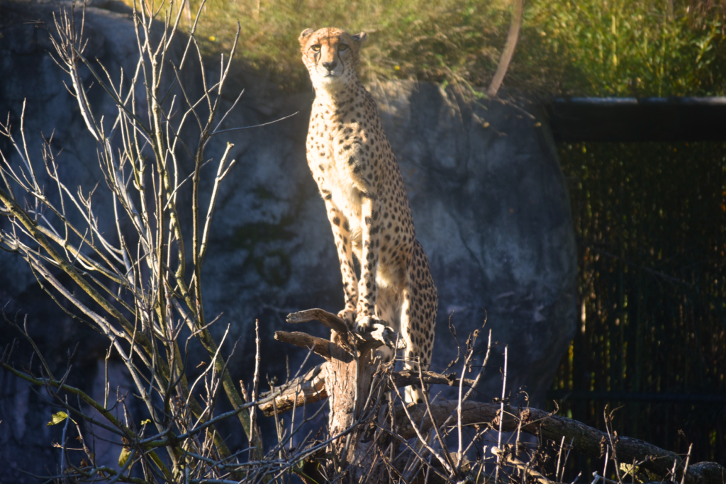 Cheetah Virginia Zoo
