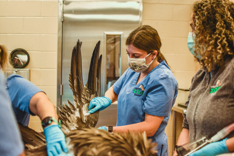 Meet the Zoo's New Vet! Virginia Zoo in Norfolk