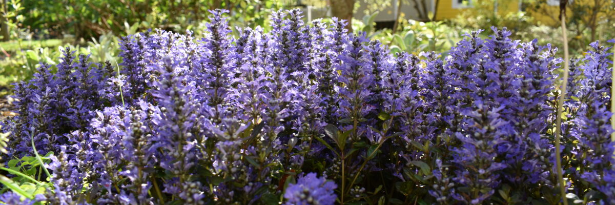 Gardens Virginia Zoo In Norfolk